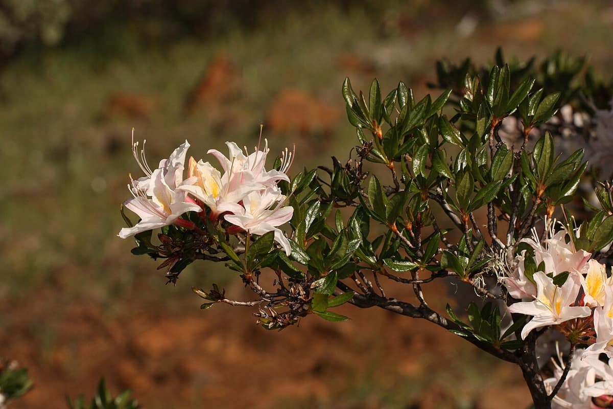 western azalea in bloom in southwest Oregon