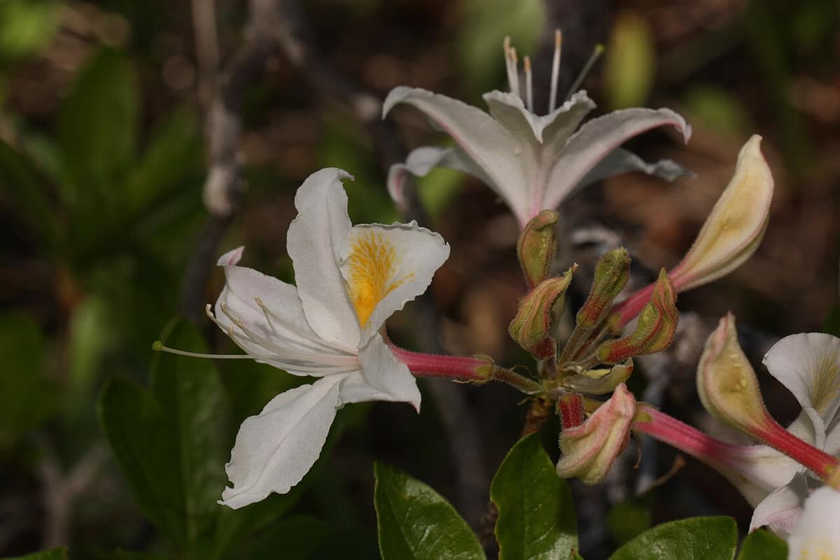 close-up of white western azalea flowers and buds
