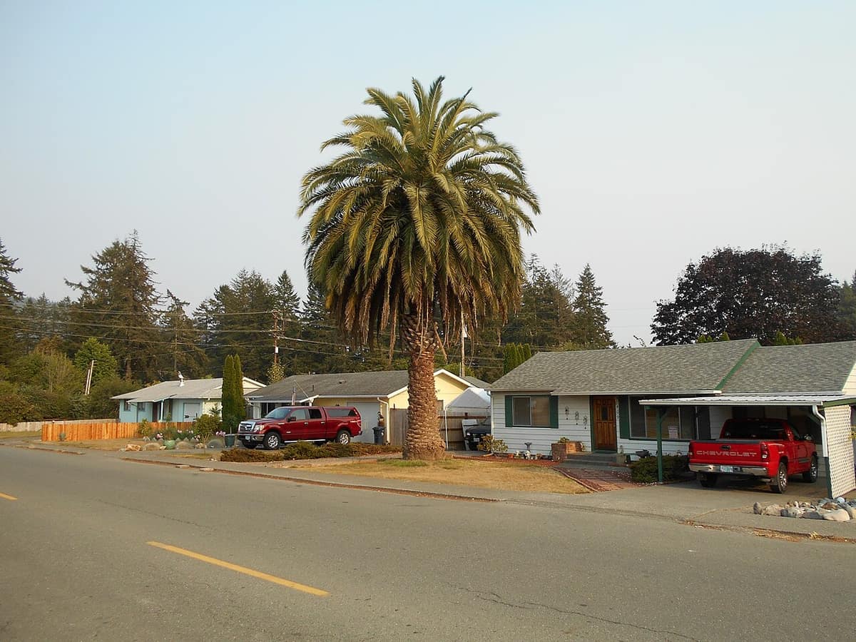 A tall palm tree standing beside a residential street lined with single-story homes and evergreen trees in Brookings
