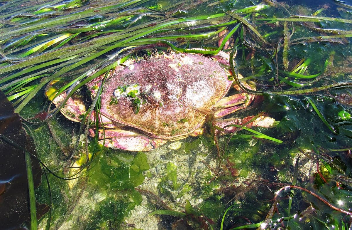 a live Dungeness crab in eelgrass at low tide