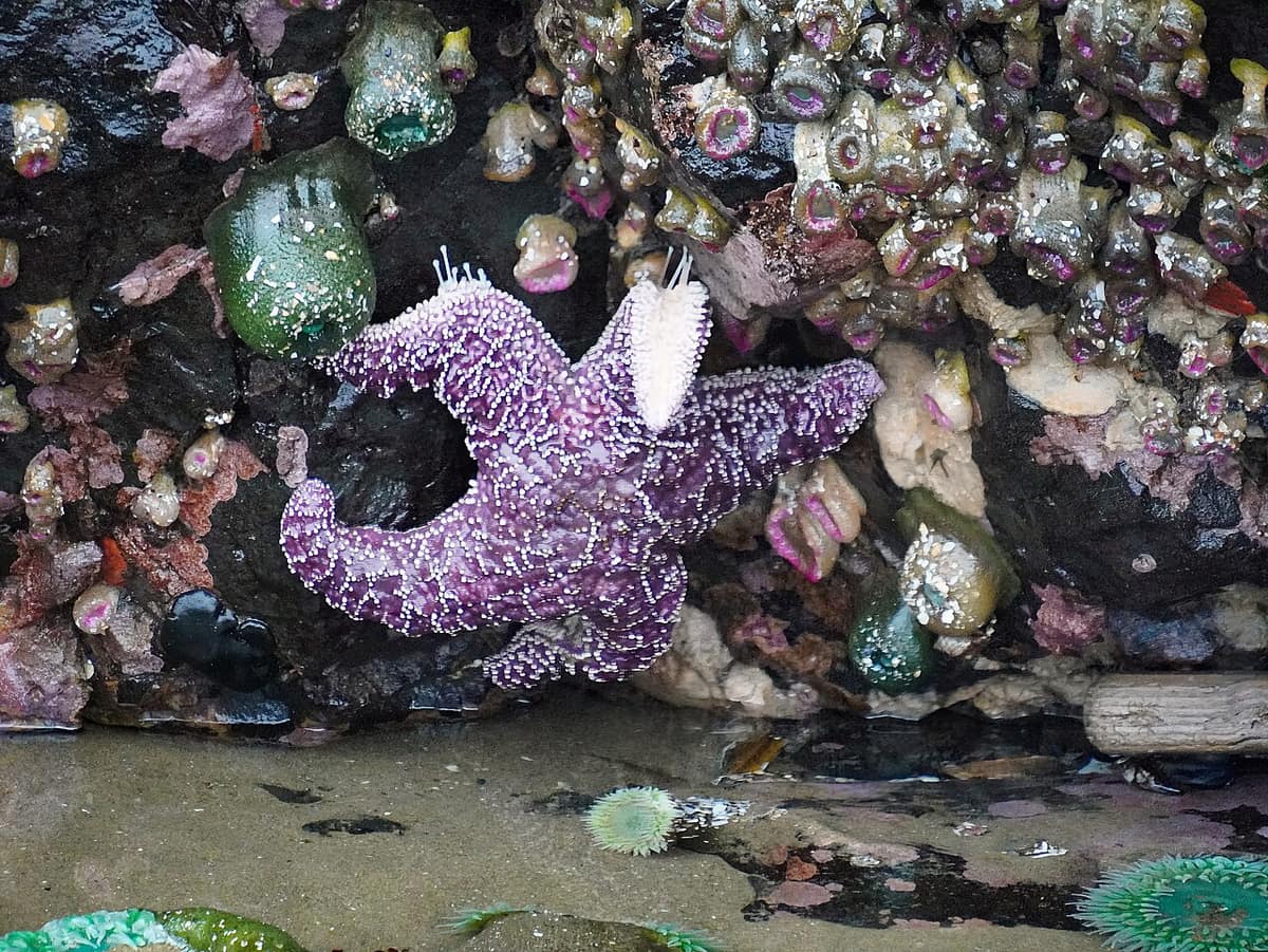 purple sea star and green anemones in a Haystack Rock tide pool