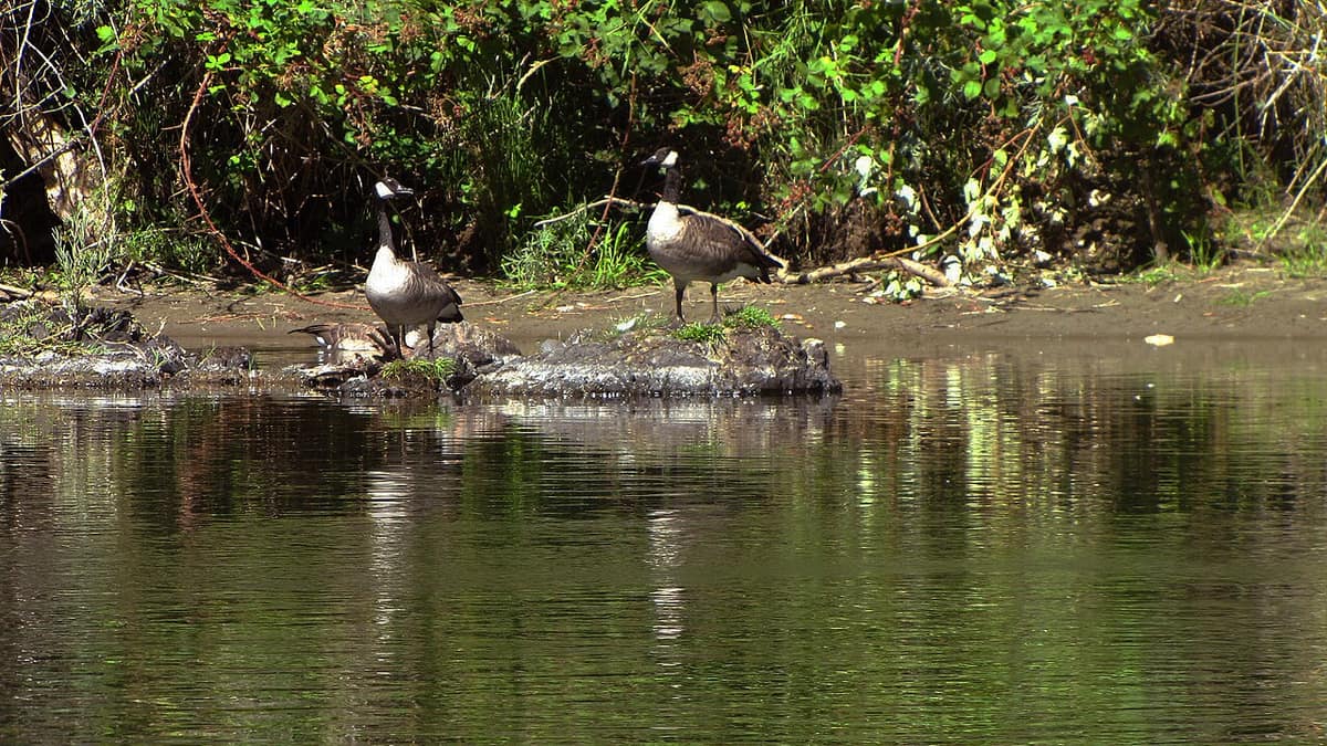 Canada geese on a rock along the Rogue River