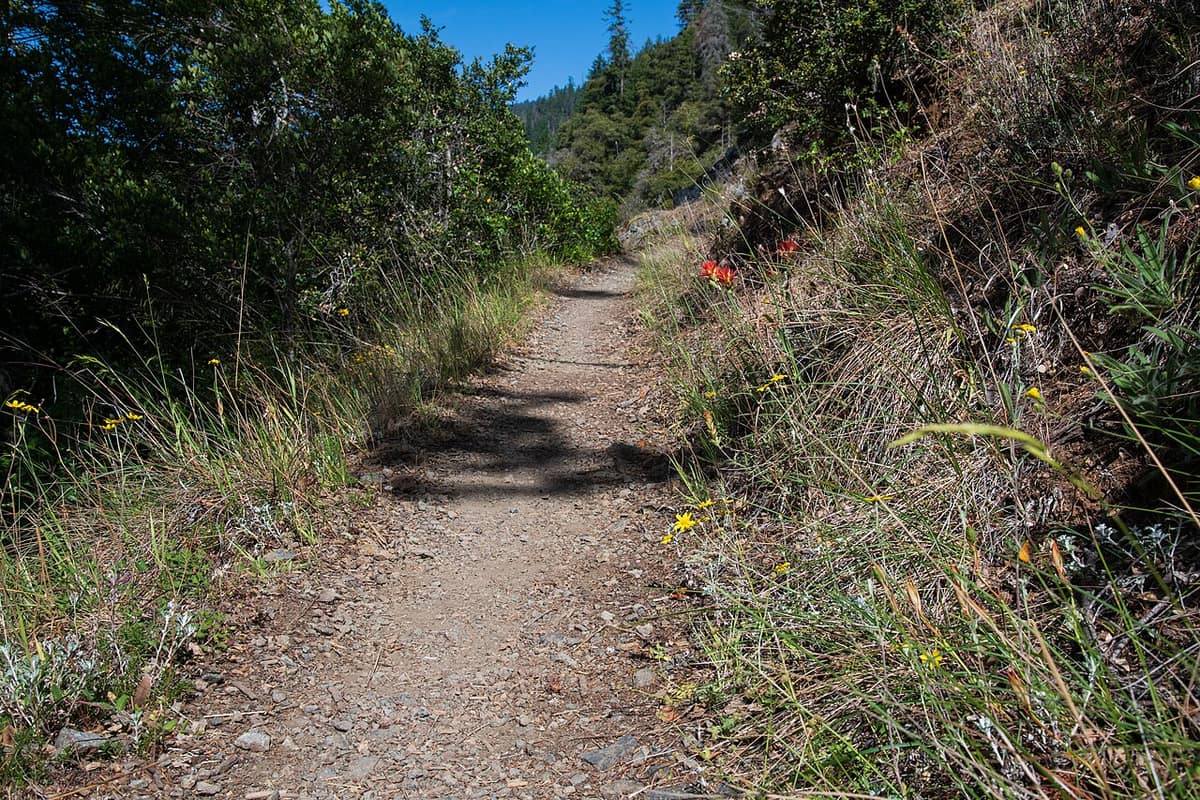 dirt hiking trail through wildflowers and forest on the Rogue River Trail