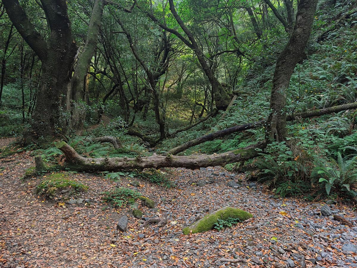 California bay laurel forest along a creek bed at Humbug Mountain State Park near Port Orford