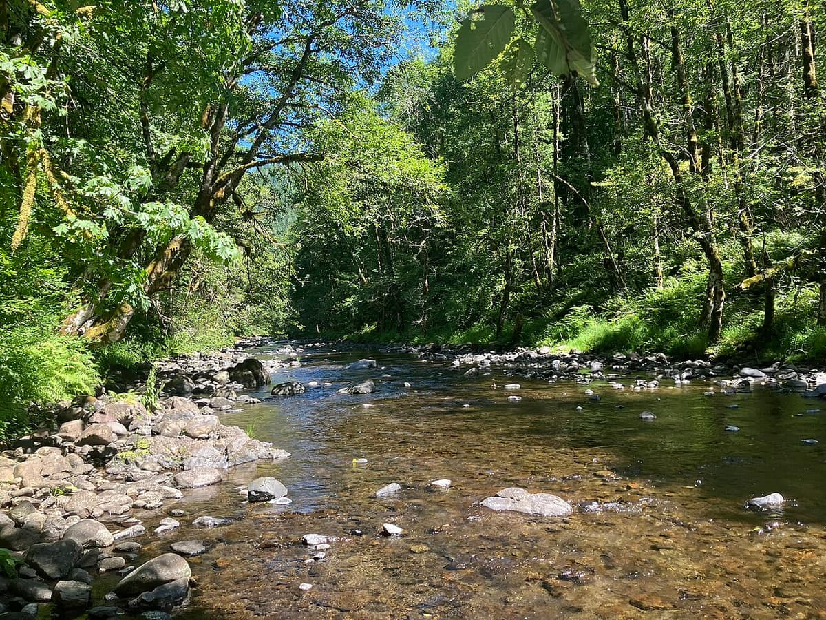 The Wilson River flowing over rocks through Coast Range forest in Tillamook County